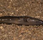 sample-gallery-thumb