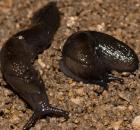 sample-gallery-thumb