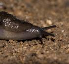 sample-gallery-thumb