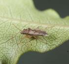 sample-gallery-thumb