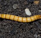 sample-gallery-thumb