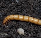 sample-gallery-thumb