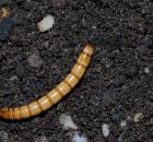 sample-gallery-thumb