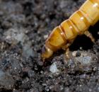 sample-gallery-thumb