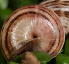 sample-gallery-thumb