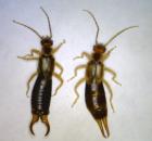 sample-gallery-thumb