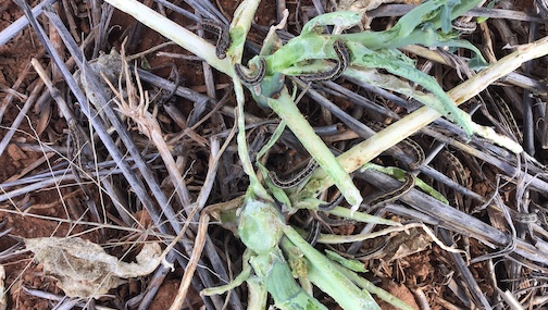 brown pasture