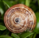 Thebapisanathumbnail