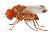 Spotted wing drosophilia