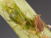 green peach aphid3
