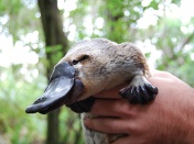 platy4