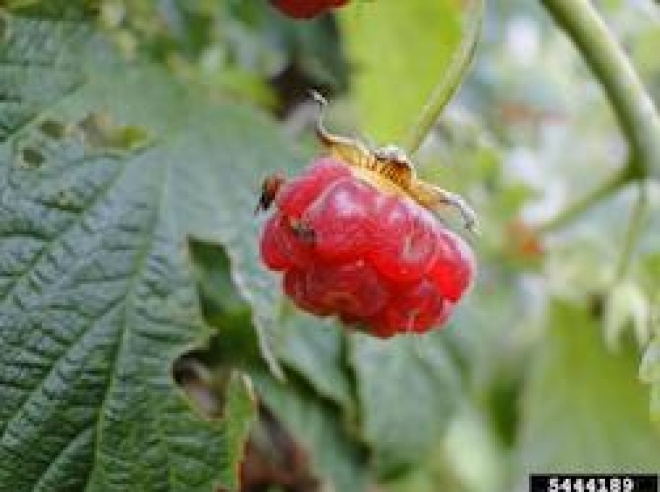 SWD on raspberry credit Hannah Burrack