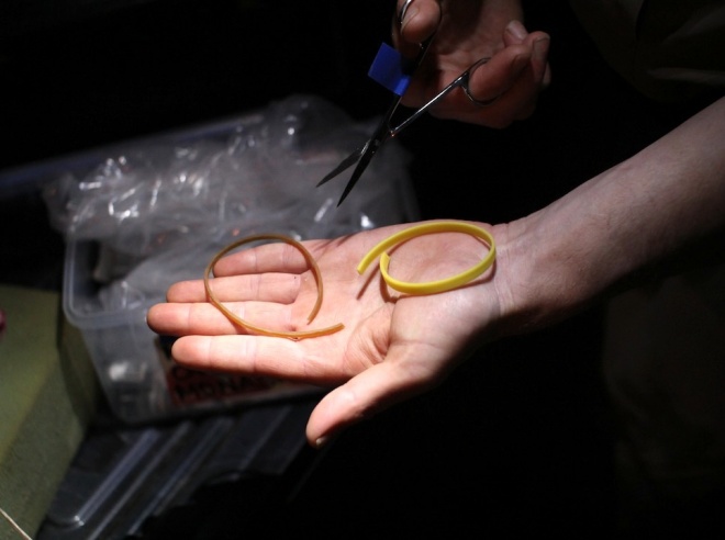elasticbands cut from platypus