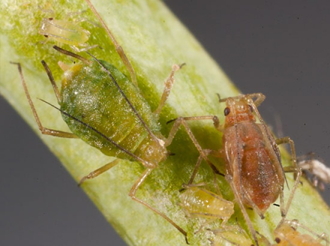 green peach aphid3